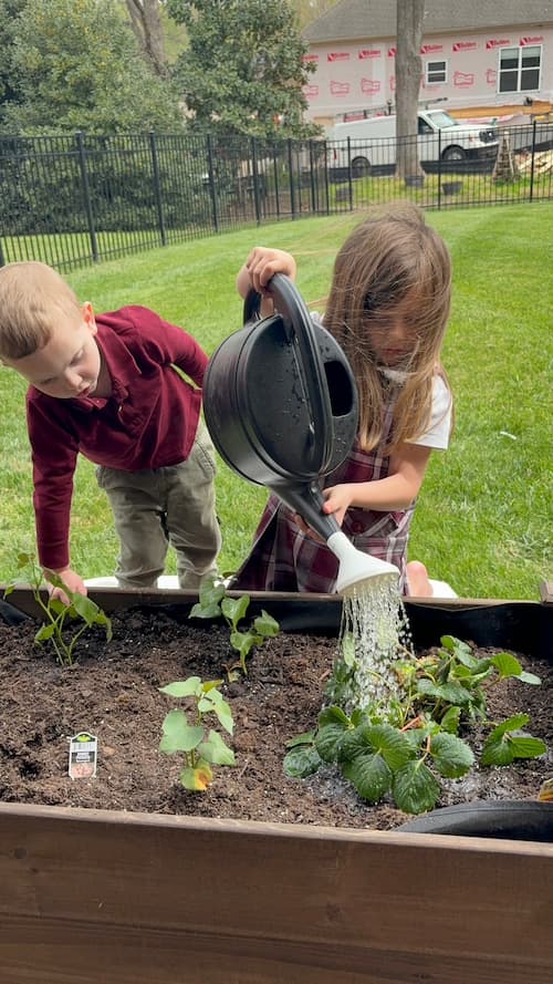 Two young children work in a raised garden bed as one pours water from a watering can onto small plants while the other watches closely. This outdoor task highlights watering plants as one of the practical chores for 4 year olds.