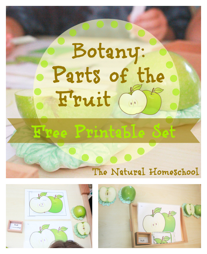 Free parts of fruit printable pack