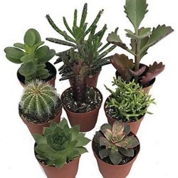 Succulent Collection