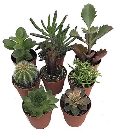 Succulent Collection