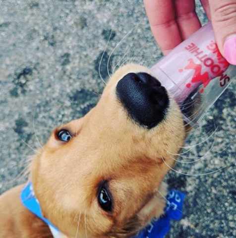 Smoothie King: FREE Frozen Yogurt for Your Dog (Today Only)