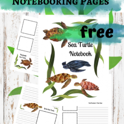 Sea Turtle Notebooking Pages