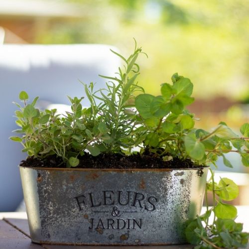 growing your own herbs in a planter