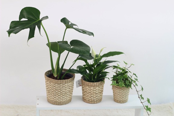 three plants in pots on shelf