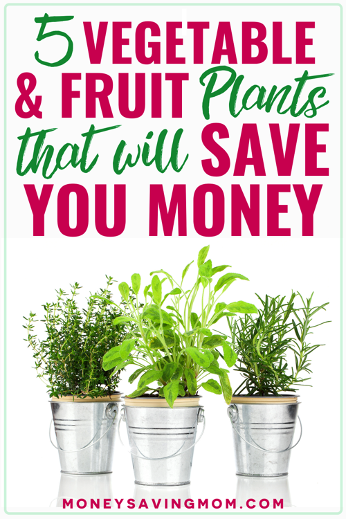 growing your own vegetables to save money
