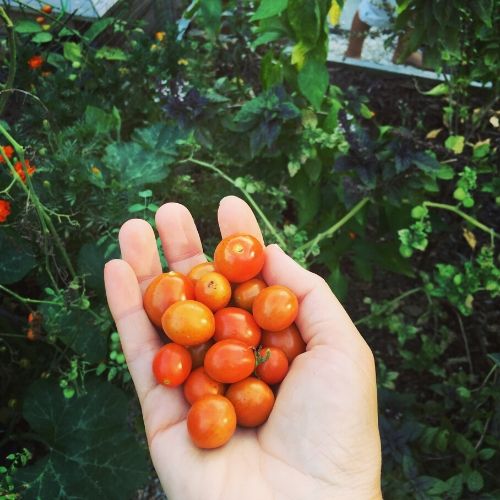 Grape Tomatoes in Hand