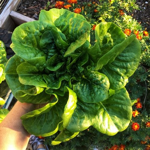 growing your own vegetables romaine lettuce