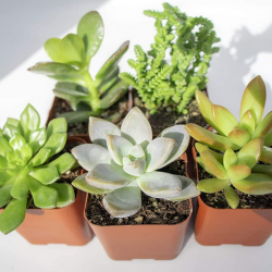 Live Succulent Plants (5 Pack)