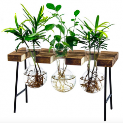 Desktop Glass Planter Vase with Wooden Stand