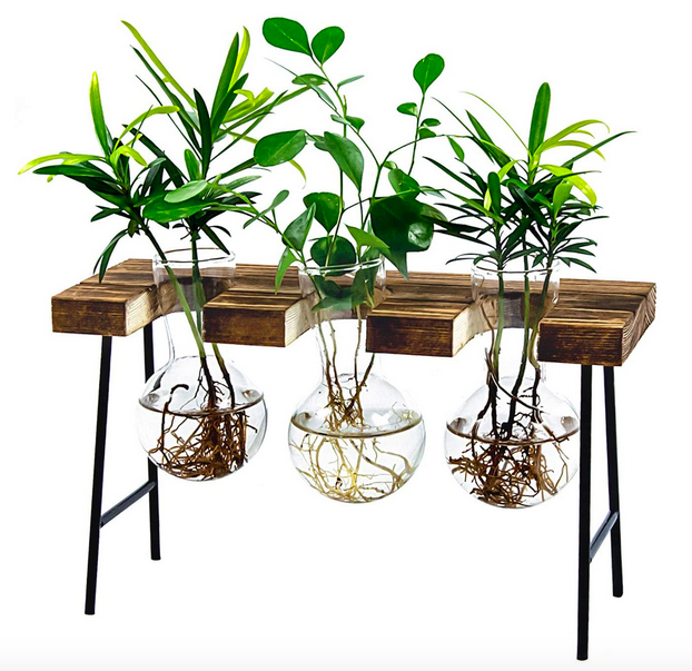 Desktop Glass Planter Vase with Wooden Stand