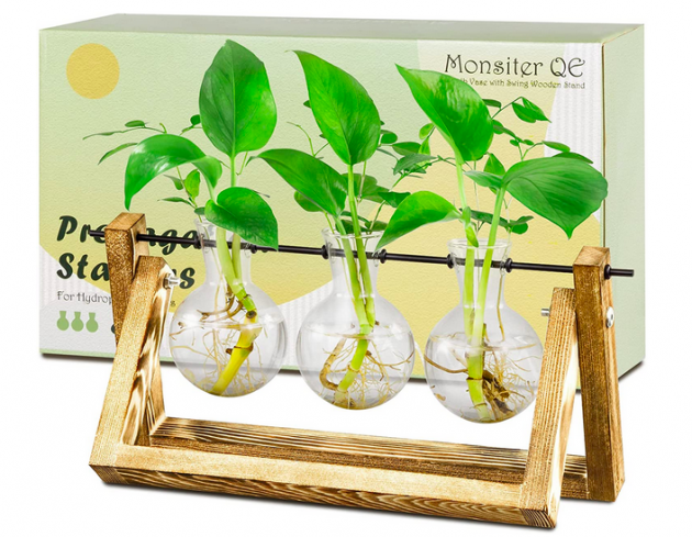 Glass Plant Propagation Stations with Wooden Stand