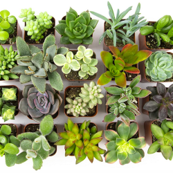Assorted Potted Succulents Plants
