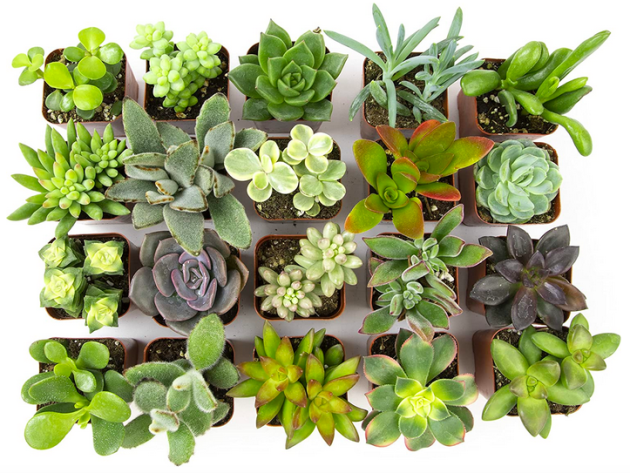 Assorted Potted Succulents Plants 