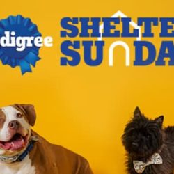 Pedigree Shelter Sunday