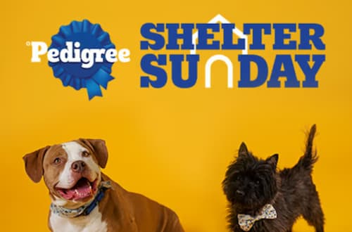 Pedigree Shelter Sunday: Undertake a Canine on November twenty sixth and Get Reimbursed!