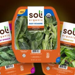 Soli Organic Salad at Target!