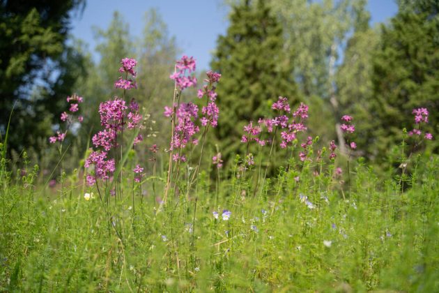 Get a FREE Wildflower Seed Pack!