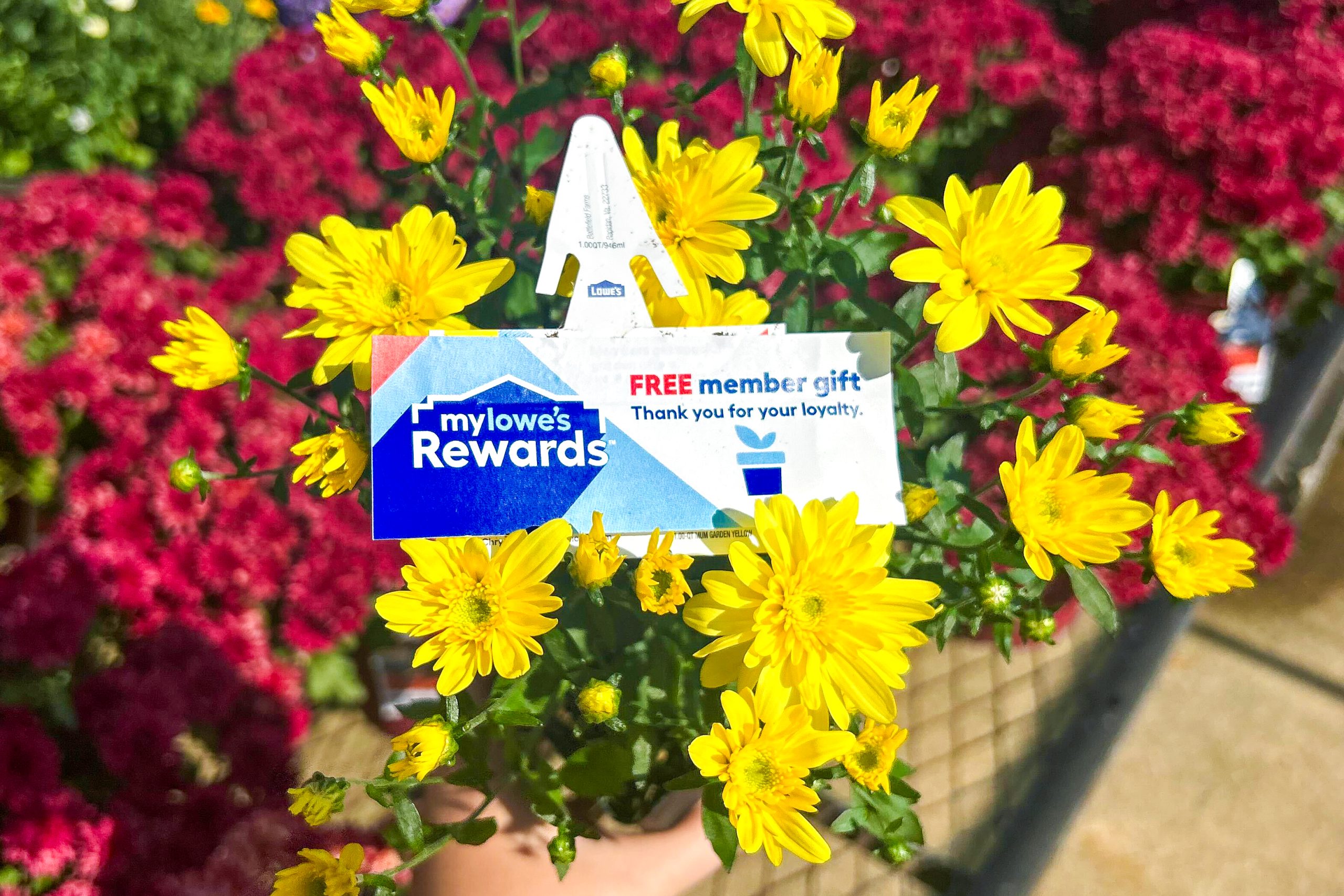 Lowe’s: Free Spring Flower Giveaway on May 9th!