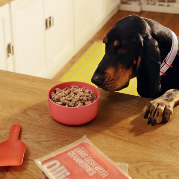 Ollie Fresh Dog Food Deal: 70% off First Box + FREE Bowl!