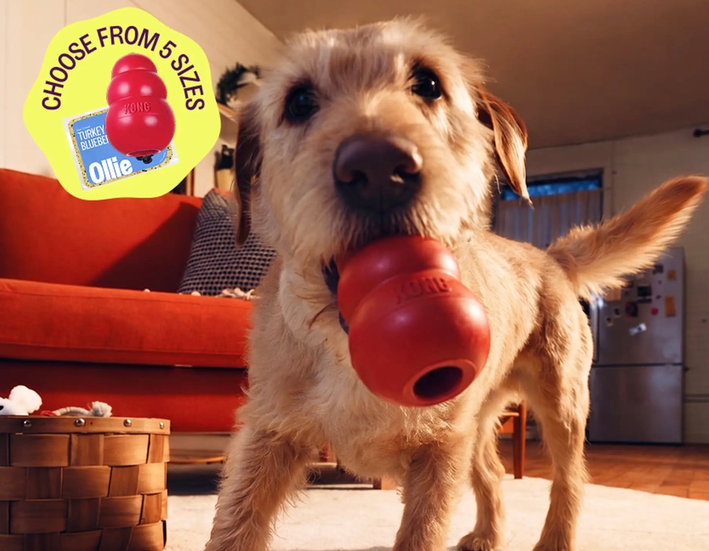 Ollie Fresh Dog Food Deal: 70% off First Box + FREE Toy!