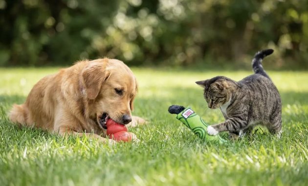 Free KONG Dog or Cat Toy!