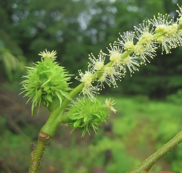 Get a FREE American Chestnut tree seed!